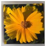 K - Three Thomas J. Styezynski Photography Canvas Prints