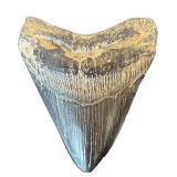 K - Decorative Faux Shark Tooth Replica