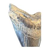 K - Decorative Faux Shark Tooth Replica