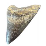 K - Decorative Faux Shark Tooth Replica