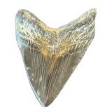 K - Decorative Faux Shark Tooth Replica