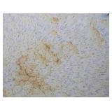 UL - Doug Wylie Dolphin Accent Pedestal Bowl - Very Large Ceramic Pedestal Bowl