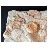LB - Seashell Plaster Wall Plaque - Shell Relief