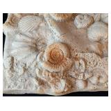 LB - Seashell Plaster Wall Plaque - Shell Relief