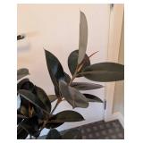 UL - Faux Rubber Plant - 3.5 ft Tall in White 10-in Pot