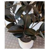 UL - Faux Rubber Plant - 3.5 ft Tall in White 10-in Pot