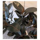 UL - Faux Rubber Plant - 3.5 ft Tall in White 10-in Pot