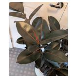 UL - Faux Rubber Plant - 3.5 ft Tall in White 10-in Pot