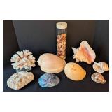 LB - Assorted Seashells Collection - Large 8 x 4.5 in Shell, Coral & Abalone