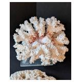 LB - Assorted Seashells Collection - Large 8 x 4.5 in Shell, Coral & Abalone