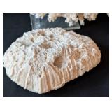 LB - Assorted Seashells Collection - Large 8 x 4.5 in Shell, Coral & Abalone