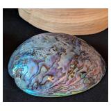 LB - Assorted Seashells Collection - Large 8 x 4.5 in Shell, Coral & Abalone