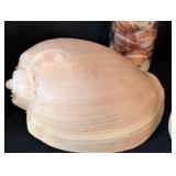LB - Assorted Seashells Collection - Large 8 x 4.5 in Shell, Coral & Abalone