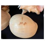 LB - Assorted Seashells Collection - Large 8 x 4.5 in Shell, Coral & Abalone