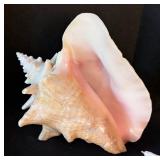 LB - Assorted Seashells Collection - Large 8 x 4.5 in Shell, Coral & Abalone