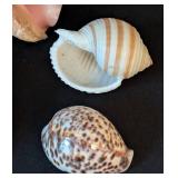 LB - Assorted Seashells Collection - Large 8 x 4.5 in Shell, Coral & Abalone