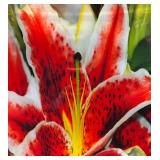 DR - Prima Donna Stargazer Lily Glass Platter