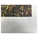 Large Lot of U.S. Department of Agriculture Prints 1965