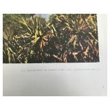 Large Lot of U.S. Department of Agriculture Prints 1965