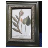 1 Numbered & signed framed print (331/1000 MM) and 1 vintage botanical art print titled "Arum Hortense" from Johann Wilhelm Weinmann