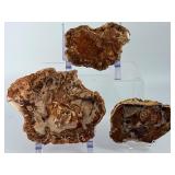 Set of 3 Polished Petrified Wood Slabs – Vibrant Triassic Fossils.   2lbs 2.4 oz / 977 g.