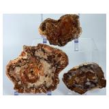 Set of 3 Polished Petrified Wood Slabs – Vibrant Triassic Fossils.   2lbs 2.4 oz / 977 g.