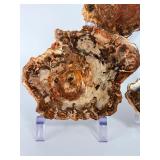 Set of 3 Polished Petrified Wood Slabs – Vibrant Triassic Fossils.   2lbs 2.4 oz / 977 g.