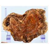 Set of 3 Polished Petrified Wood Slabs – Vibrant Triassic Fossils.   2lbs 2.4 oz / 977 g.