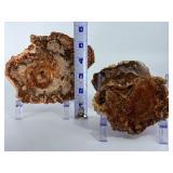 Set of 3 Polished Petrified Wood Slabs – Vibrant Triassic Fossils.   2lbs 2.4 oz / 977 g.
