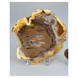 Rare Polished Petrified Wood Collection – 4-Piece Decorative Set.   15.2 oz / 433 g.