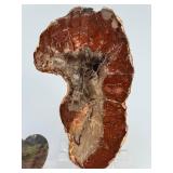 Rare Polished Petrified Wood Collection – 4-Piece Decorative Set.   15.2 oz / 433 g.