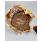 Rare Polished Petrified Wood Collection – 4-Piece Decorative Set.   15.2 oz / 433 g.