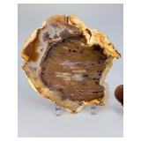 Rare Polished Petrified Wood Collection – 4-Piece Decorative Set.   15.2 oz / 433 g.