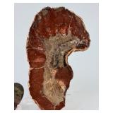 Rare Polished Petrified Wood Collection – 4-Piece Decorative Set.   15.2 oz / 433 g.