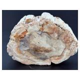 Master-Polished Petrified Wood Bowl – Ancient Fossilized Specimen.   1 lb 11.7 oz / 787 g.