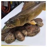 Walleye Fish Mount Over two feet in length, Professionally Mounted and Curated with stones