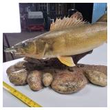 Walleye Fish Mount Over two feet in length, Professionally Mounted and Curated with stones
