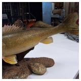 Walleye Fish Mount Over two feet in length, Professionally Mounted and Curated with stones