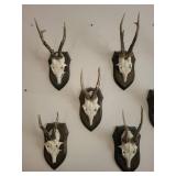 Five Roe Deer Trophy Black Forest Antler Mounts