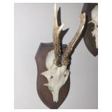 Five Roe Deer Trophy Black Forest Antler Mounts