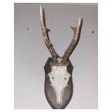 Five Roe Deer Trophy Black Forest Antler Mounts