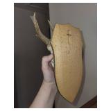 Five Roe Deer Trophy Black Forest Antler Mounts