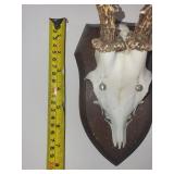 Five Roe Deer Trophy Black Forest Antler Mounts