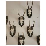 Five Roe Deer Trophy Black Forest Antler Mounts