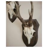 Five Roe Deer Trophy Black Forest Antler Mounts