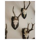 Five Roe Deer Trophy Black Forest Antler Mounts