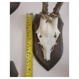 Five Roe Deer Trophy Black Forest Antler Mounts