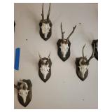 Five Roe Deer Trophy Black Forest Antler Mounts