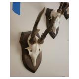 Five Roe Deer Trophy Black Forest Antler Mounts