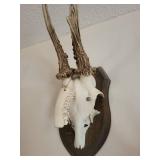 Five Roe Deer Trophy Black Forest Antler Mounts